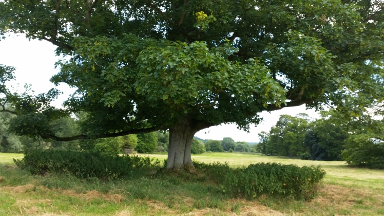 Lacock Tree